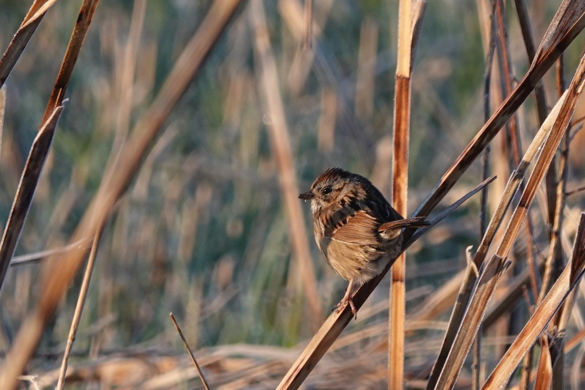 Swamp Sparrow - Doug Johnson