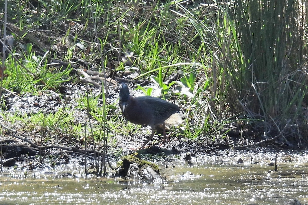 eBird Checklist 22 Apr 2024 Wading River Duck Pond 12 species