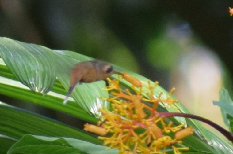 Серогорлый колибри-отшельник - ML617809275