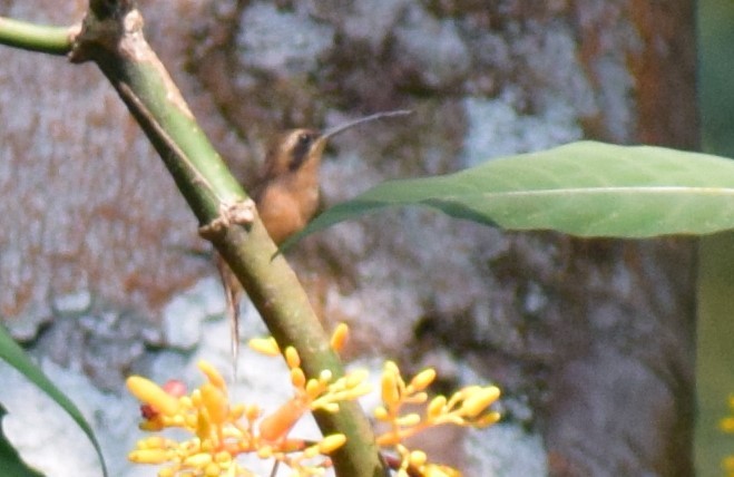 Серогорлый колибри-отшельник - ML617809276