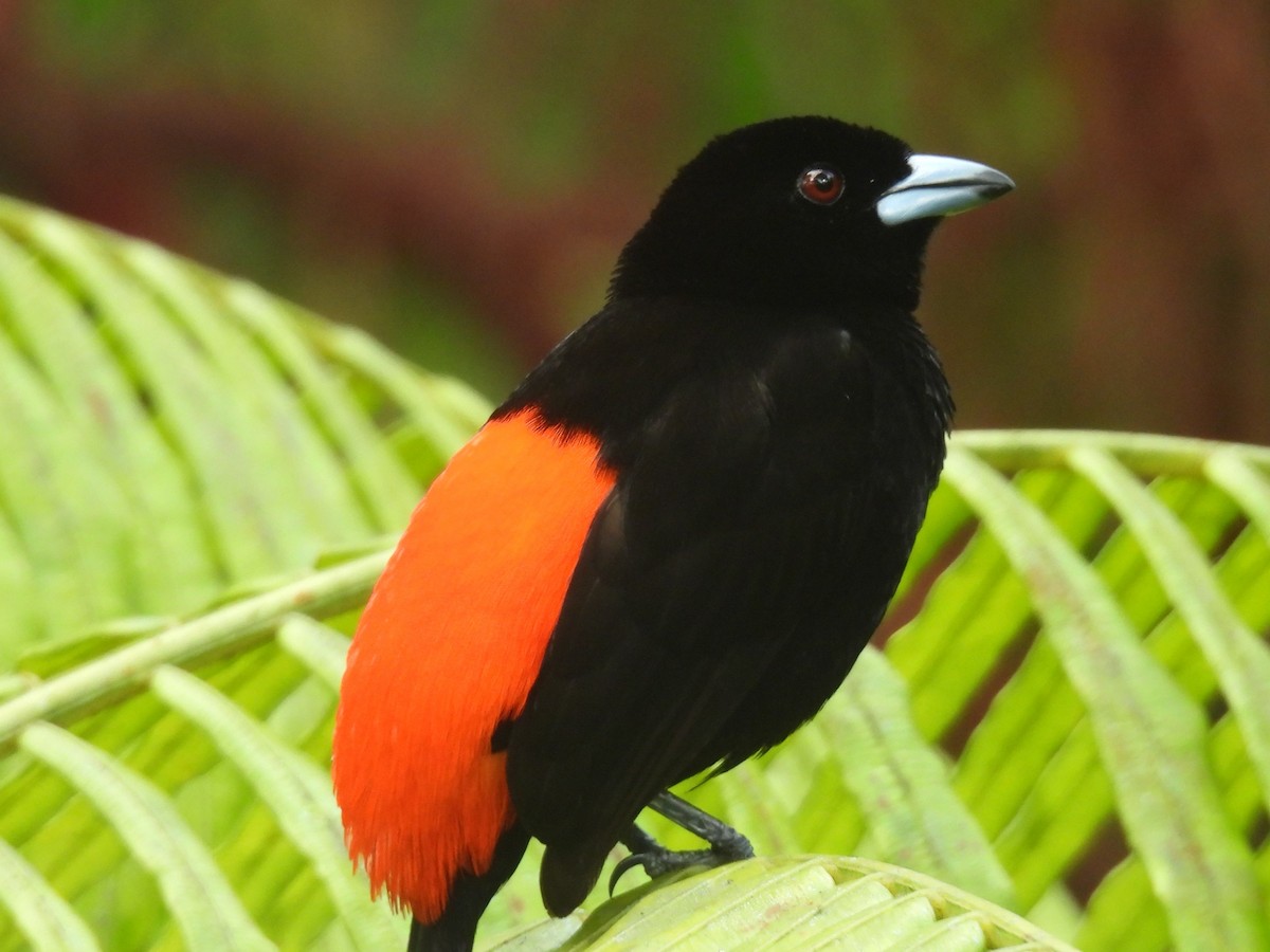 Scarlet-rumped Tanager (Passerini's) - ML617809331