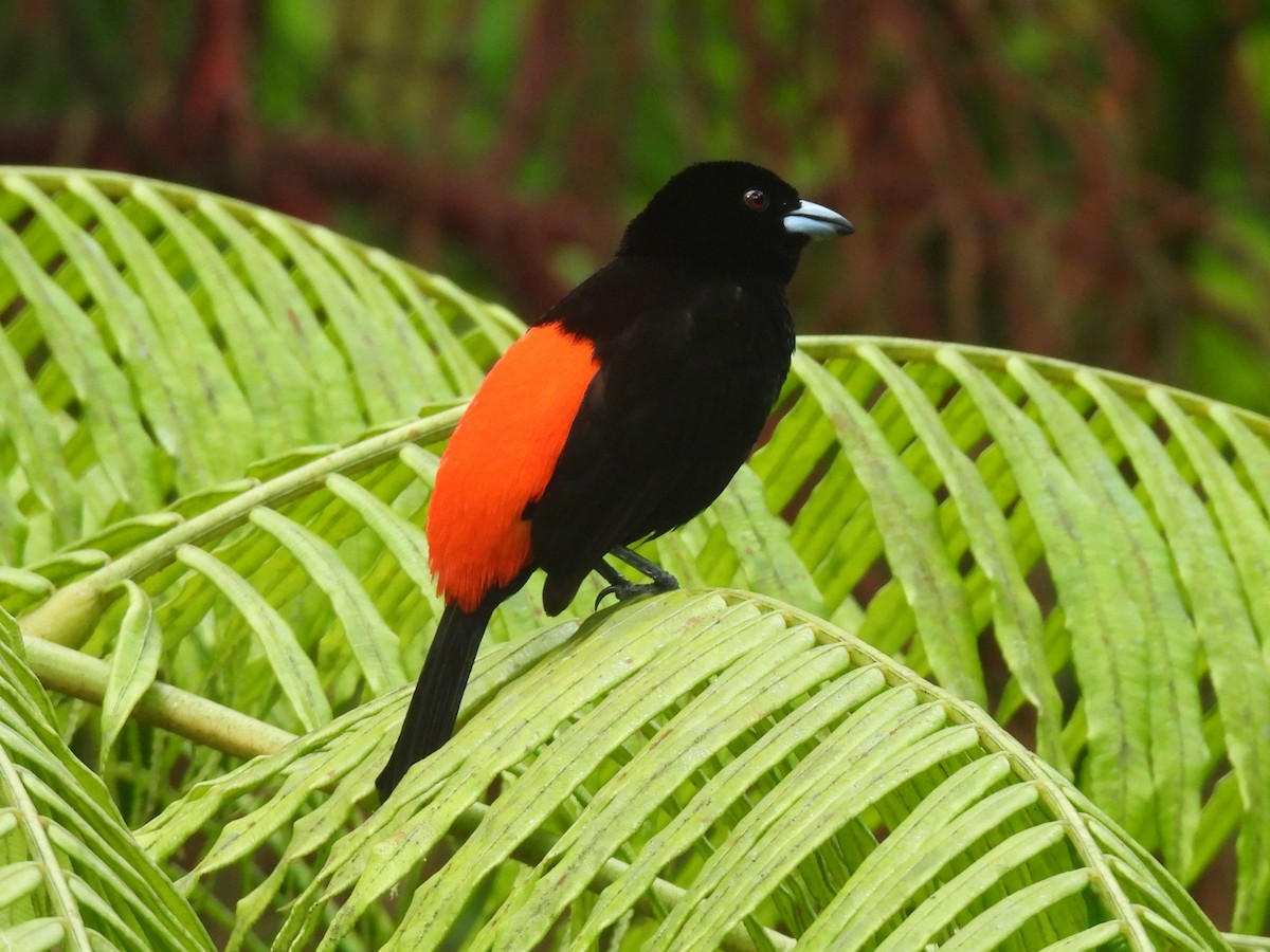 Scarlet-rumped Tanager (Passerini's) - ML617809332
