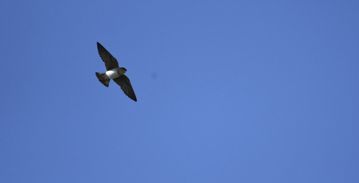 Cave Swallow - ML617809381