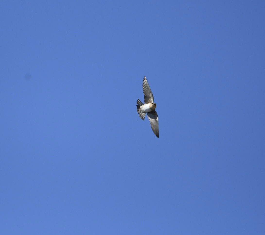 Cave Swallow - ML617809382