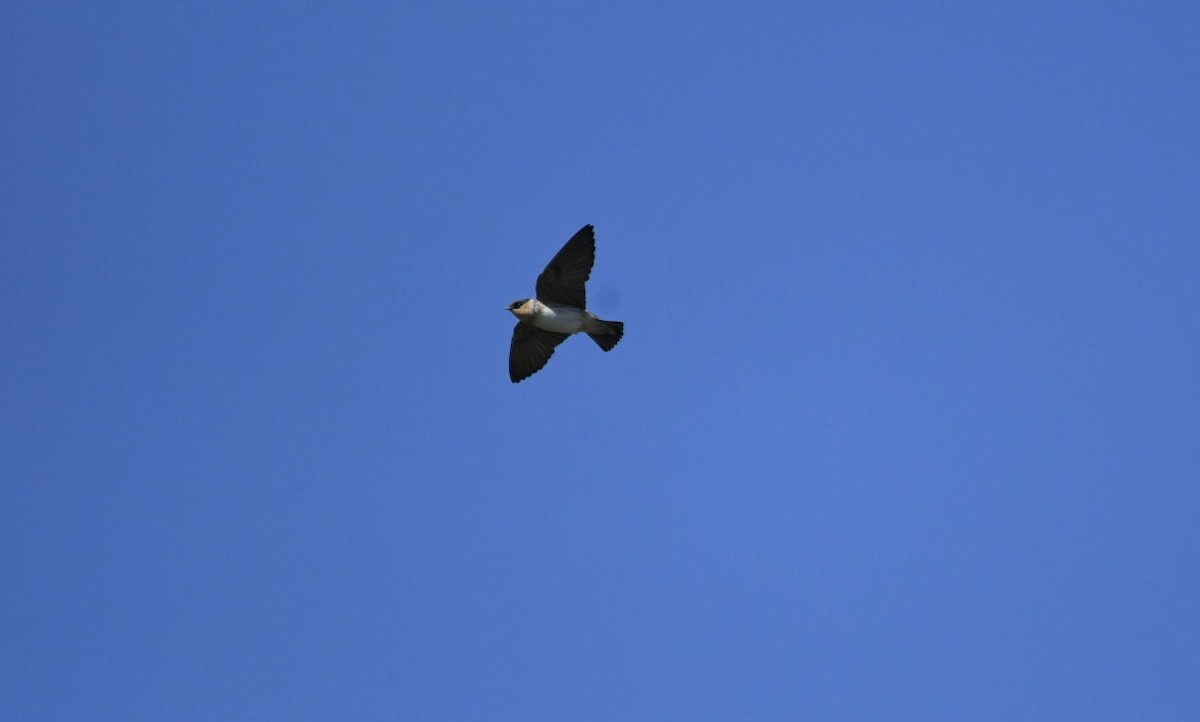 Cave Swallow - ML617809383