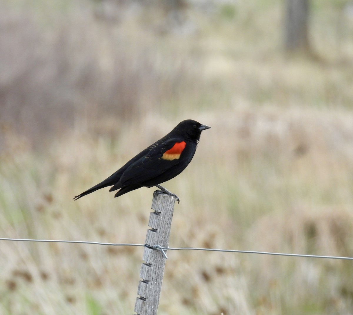 Red-winged Blackbird - Susan Ringoen