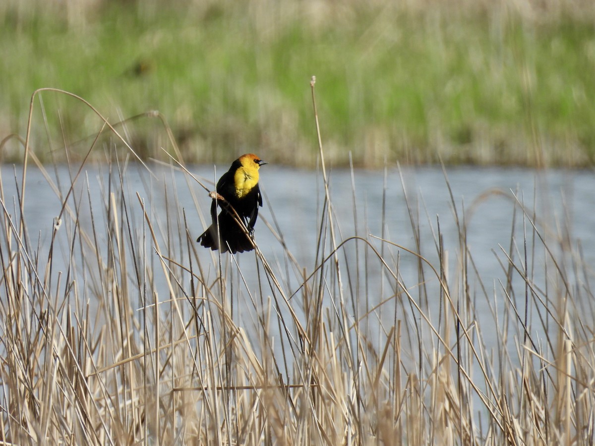 Yellow-headed Blackbird - Susan Ringoen