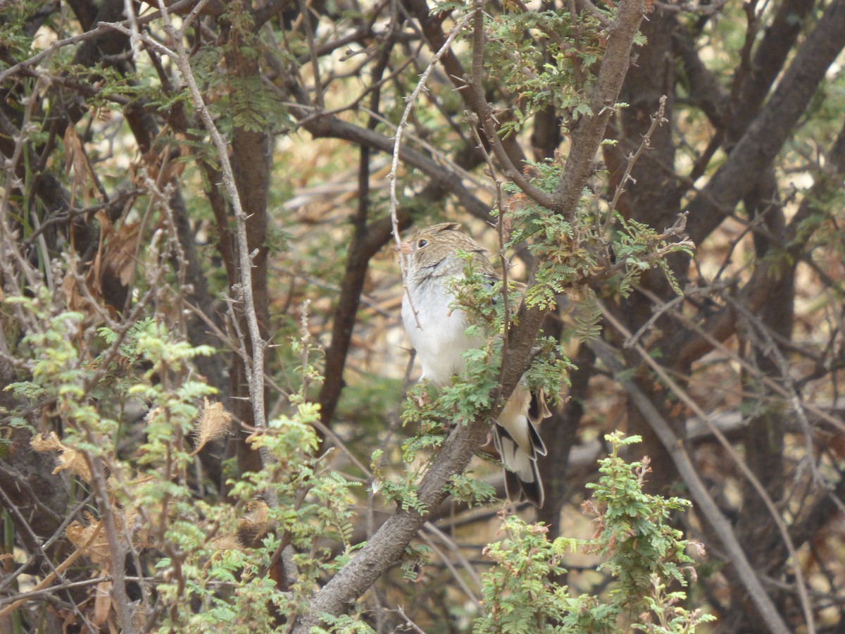 Band-tailed Sierra Finch - ML617809593