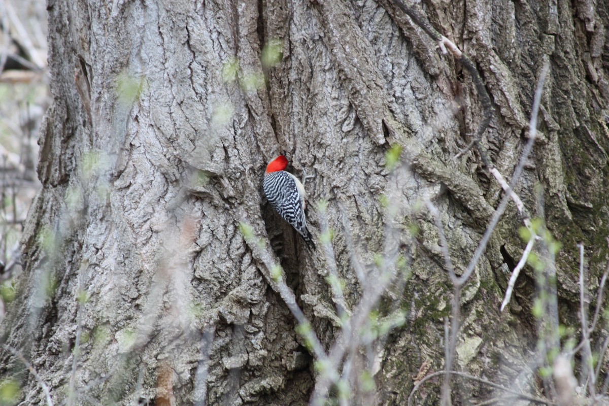 Red-bellied Woodpecker - ML617809652