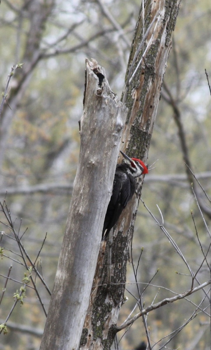 Pileated Woodpecker - ML617809660