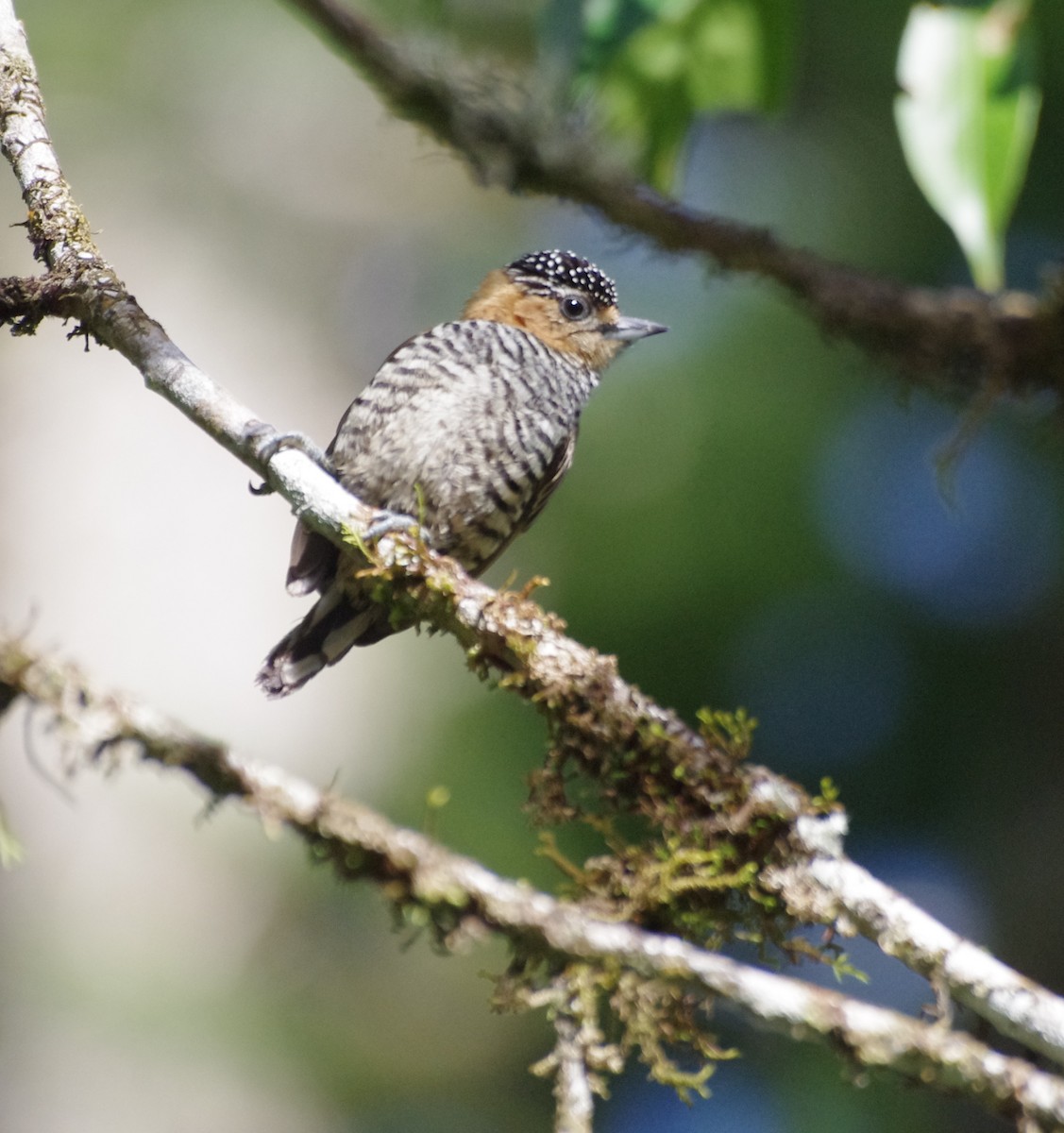Ochre-collared Piculet - ML617809755