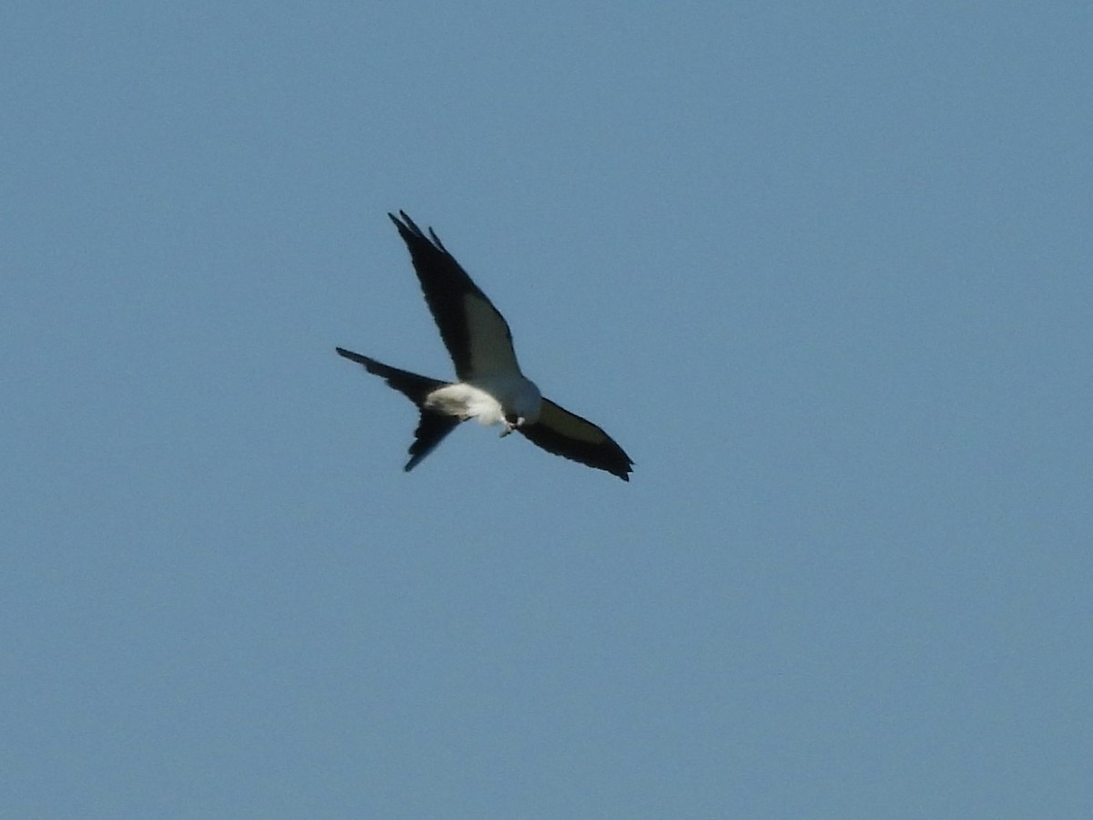 Swallow-tailed Kite - ML617809765