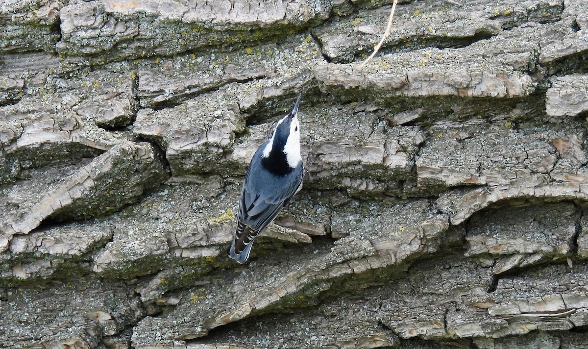 White-breasted Nuthatch - Susan Ringoen