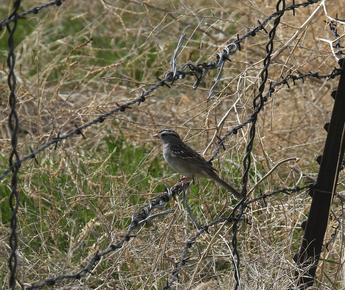 White-crowned Sparrow - ML617809784