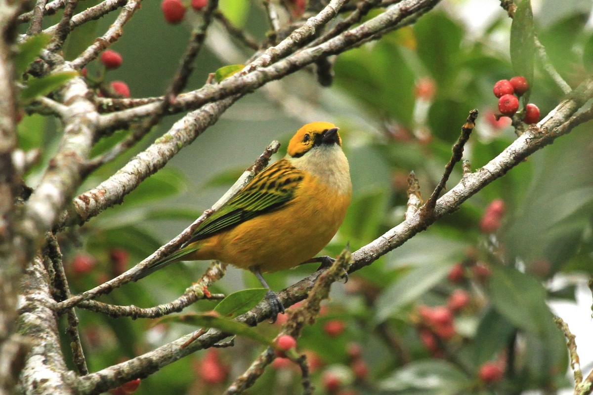 Silver-throated Tanager - ML617809831