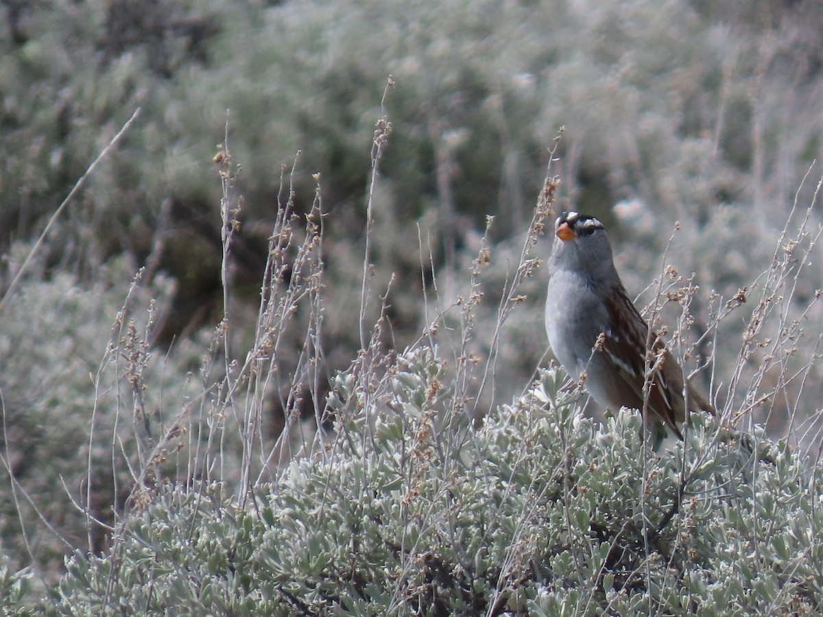 White-crowned Sparrow - ML617809861