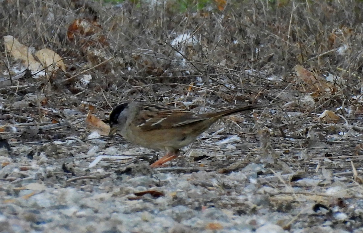 Golden-crowned Sparrow - ML617809935