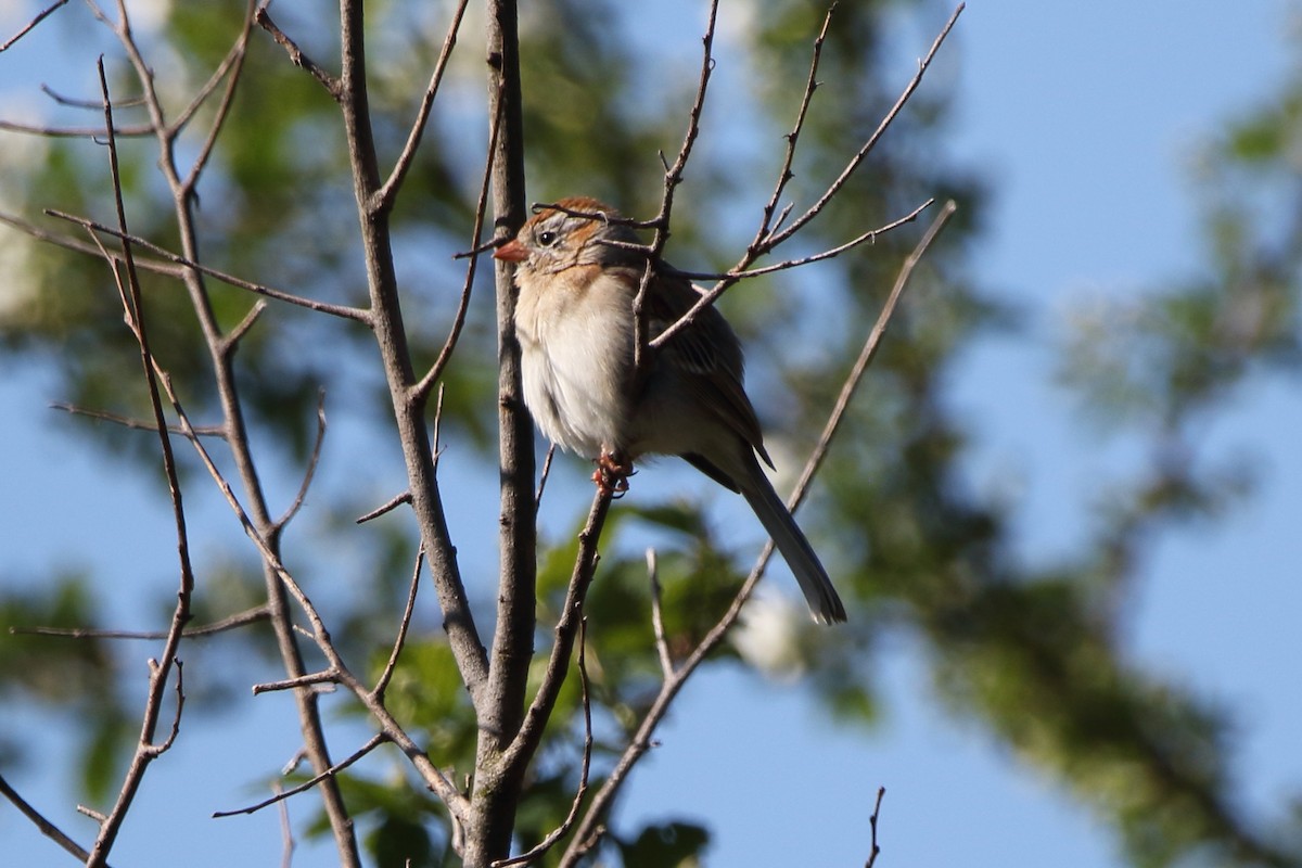 Field Sparrow - ML617809962