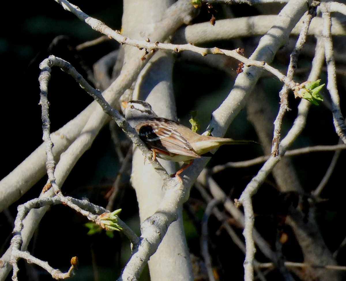 White-crowned Sparrow - ML617809973