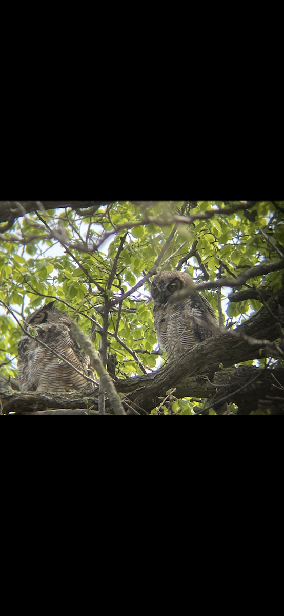 Great Horned Owl - ML617810016