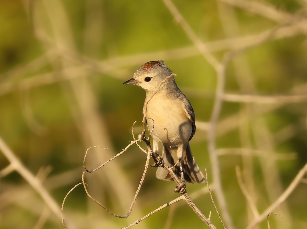 Lucy's Warbler - ML617810018