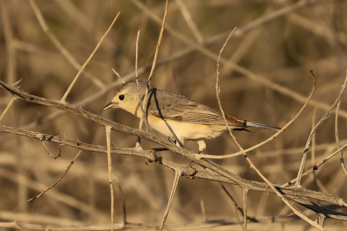 Lucy's Warbler - ML617810021
