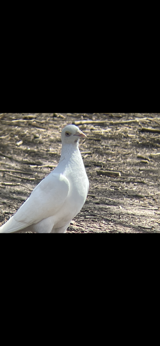 Rock Pigeon (Feral Pigeon) - ML617810097