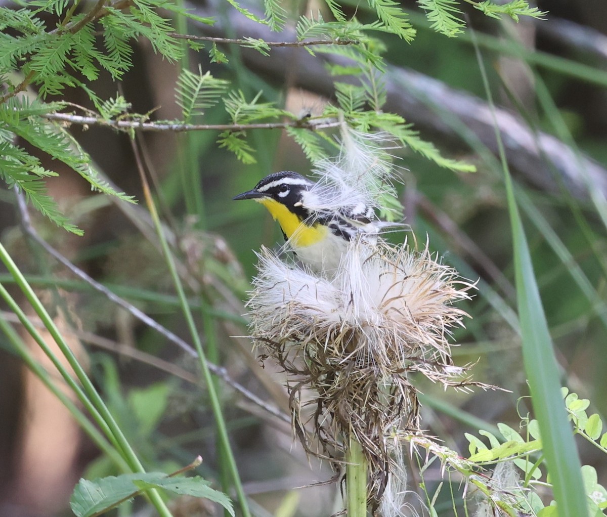 Yellow-throated Warbler - Dawn Lloyd