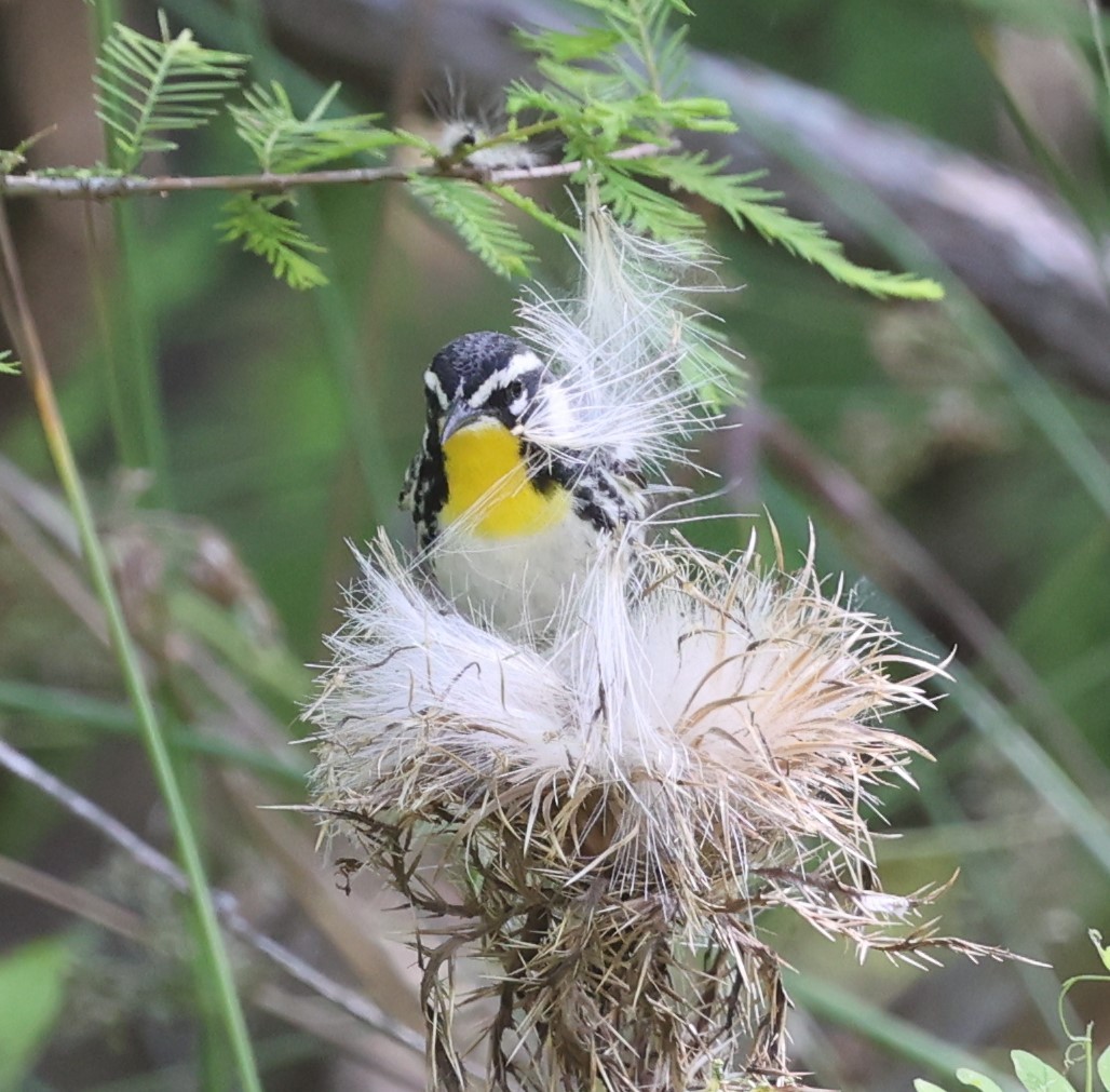 Yellow-throated Warbler - Dawn Lloyd