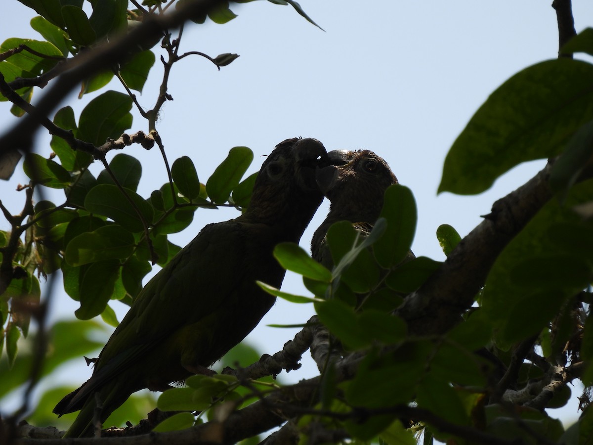 Brown-throated Parakeet - ML617810112