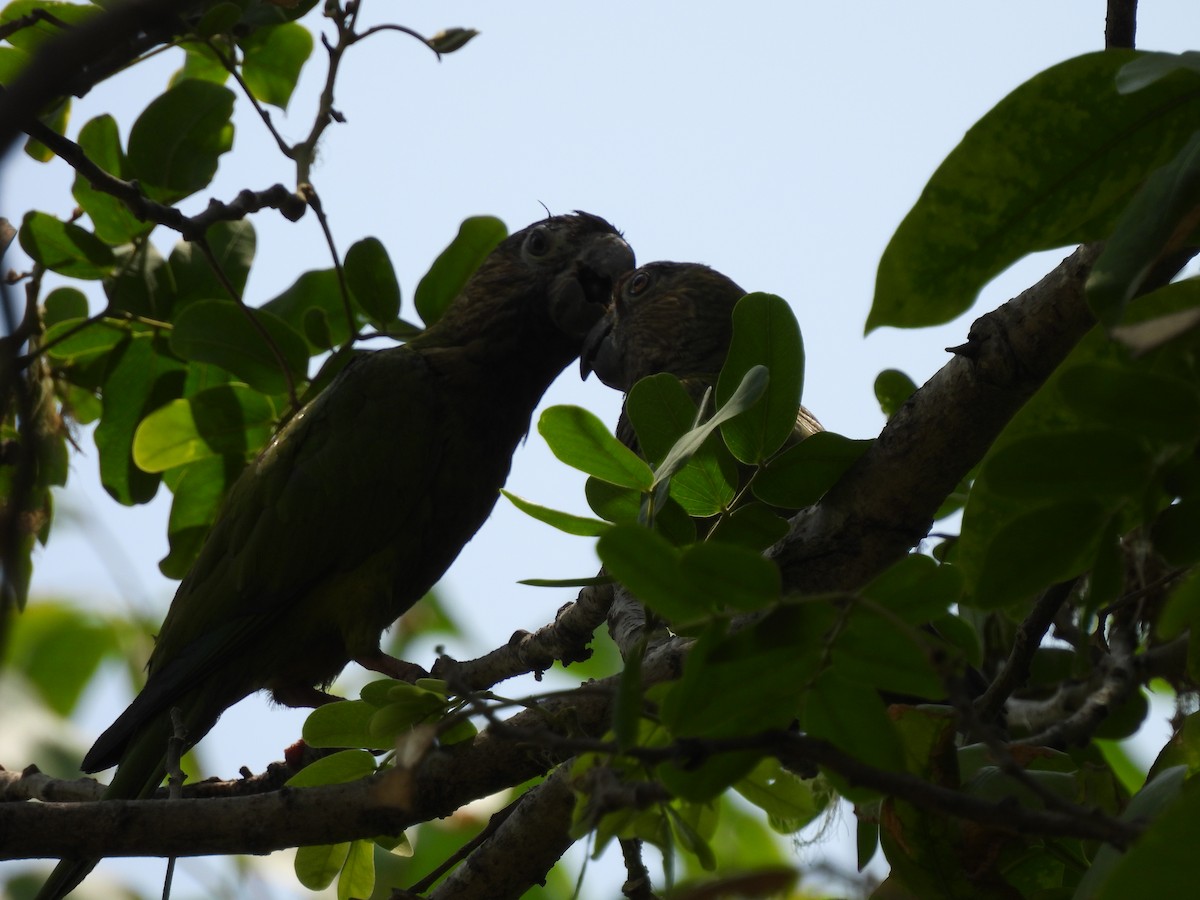 Brown-throated Parakeet - ML617810113