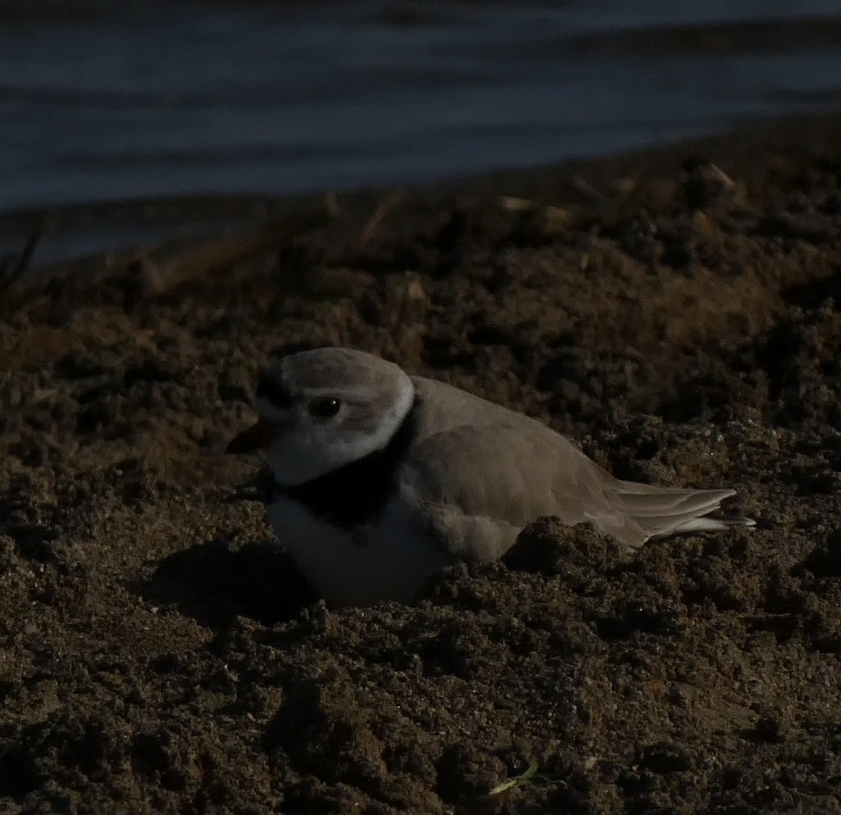 Piping Plover - ML617810125
