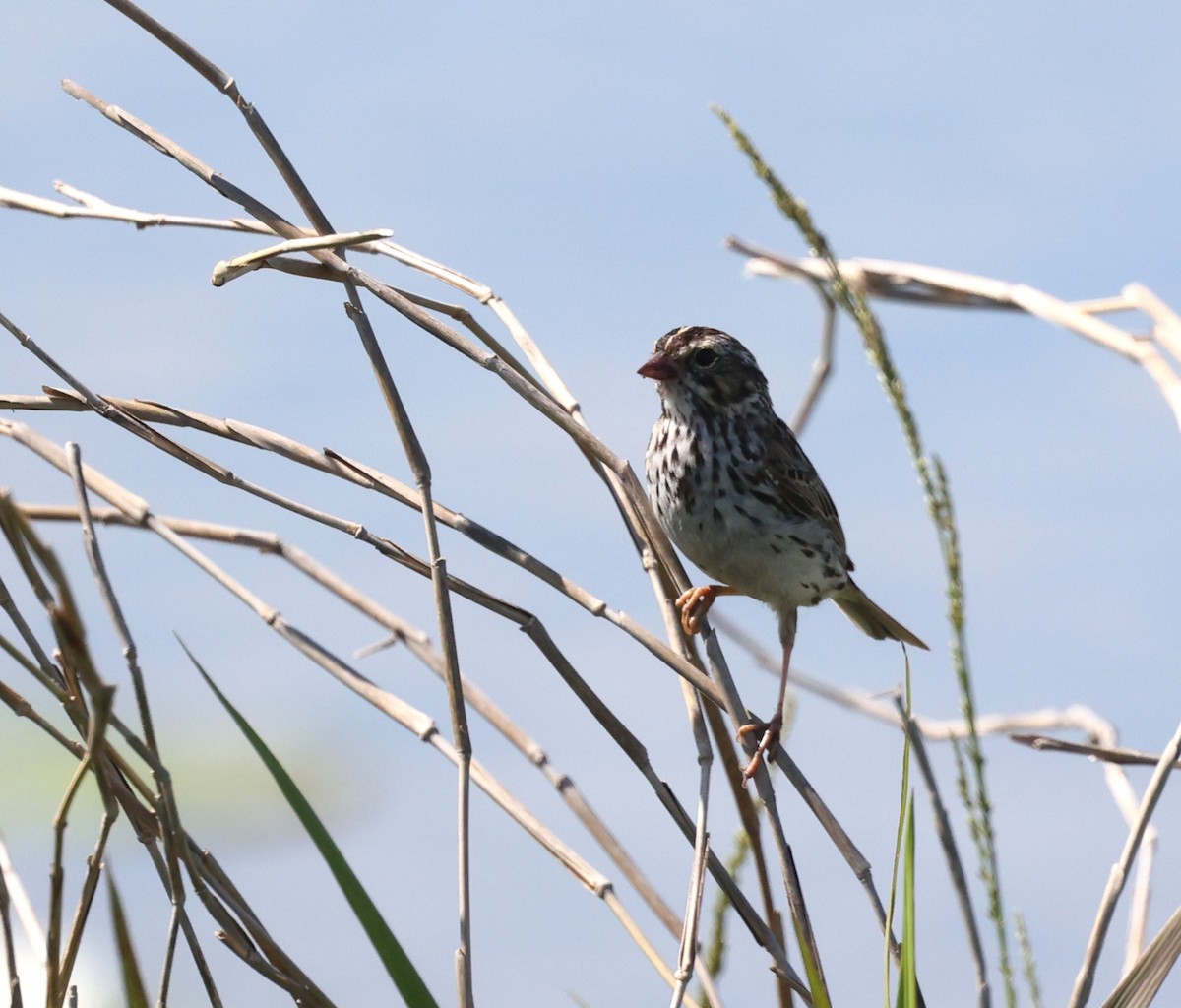 Savannah Sparrow - ML617810238