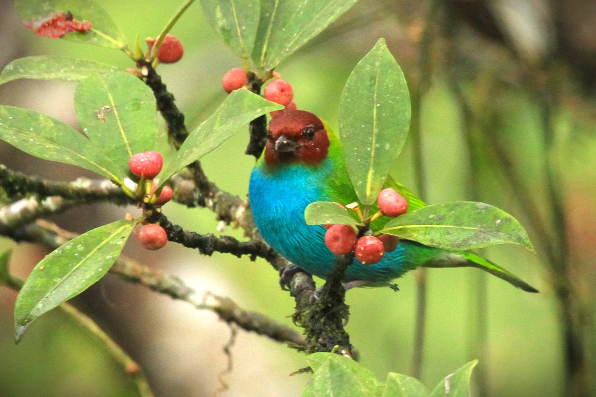 Bay-headed Tanager - ML617810251