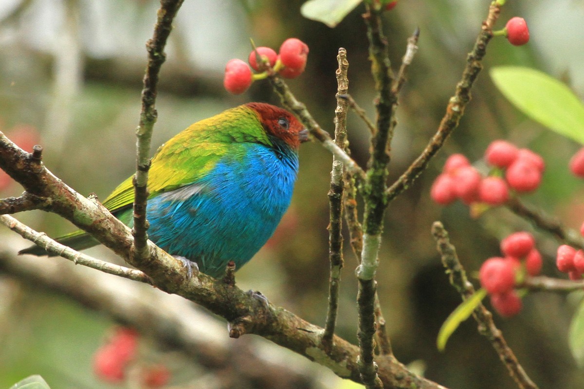 Bay-headed Tanager - ML617810252
