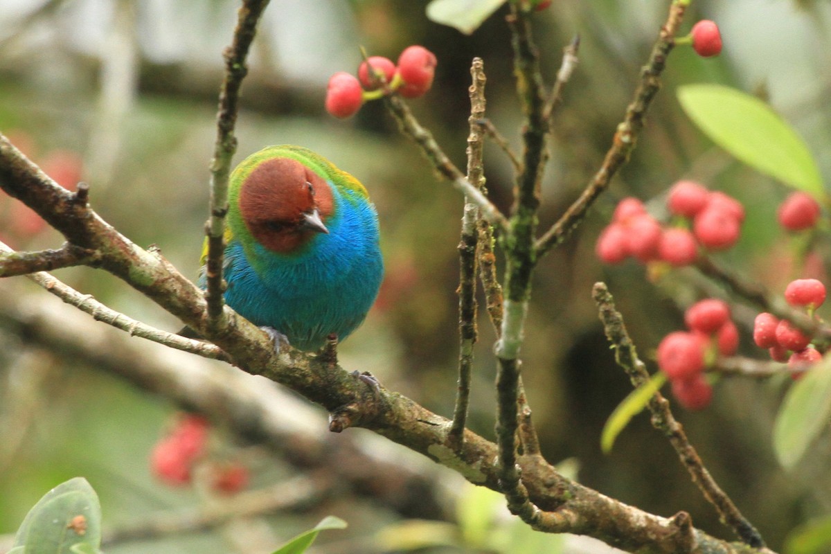 Bay-headed Tanager - ML617810253