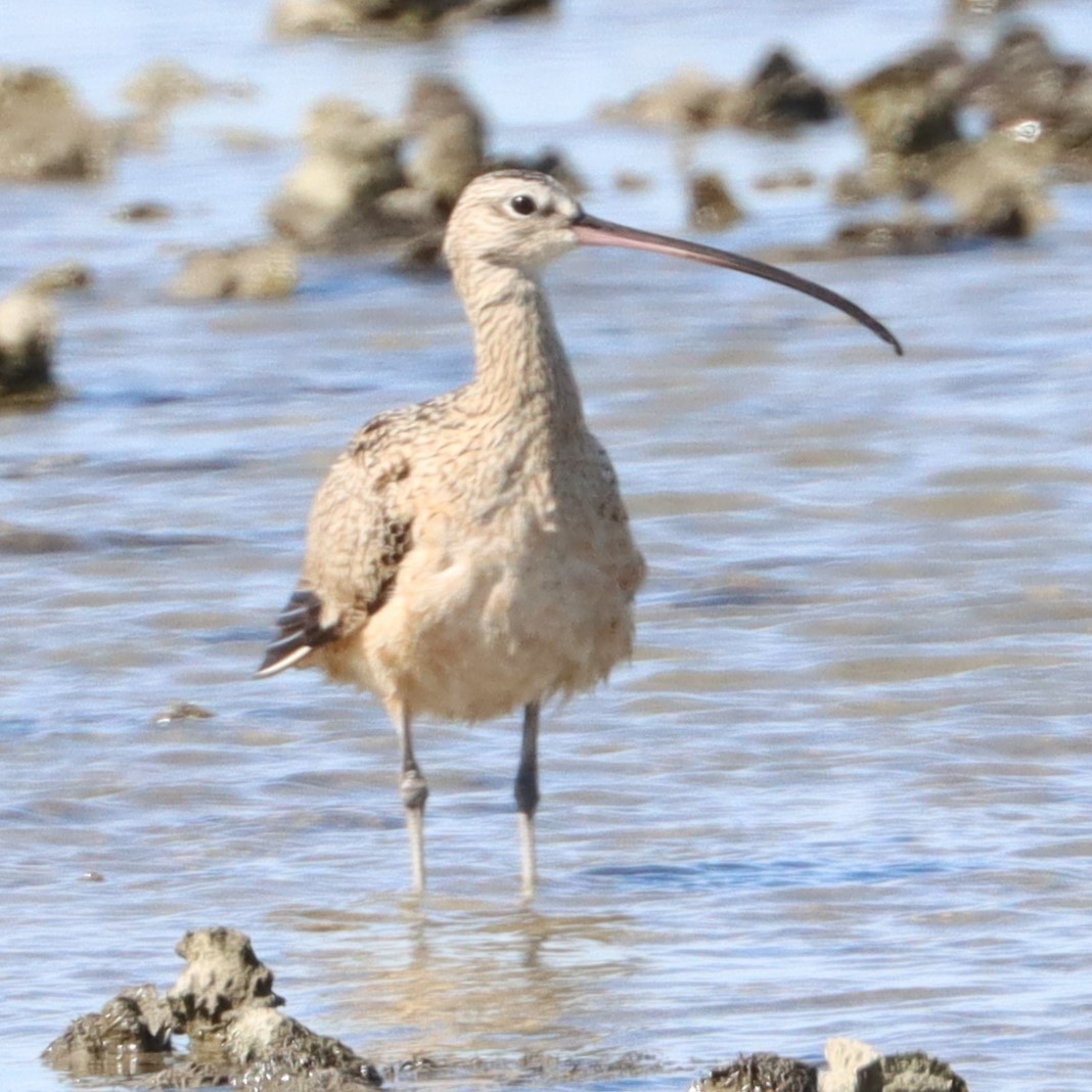 Long-billed Curlew - ML617810276