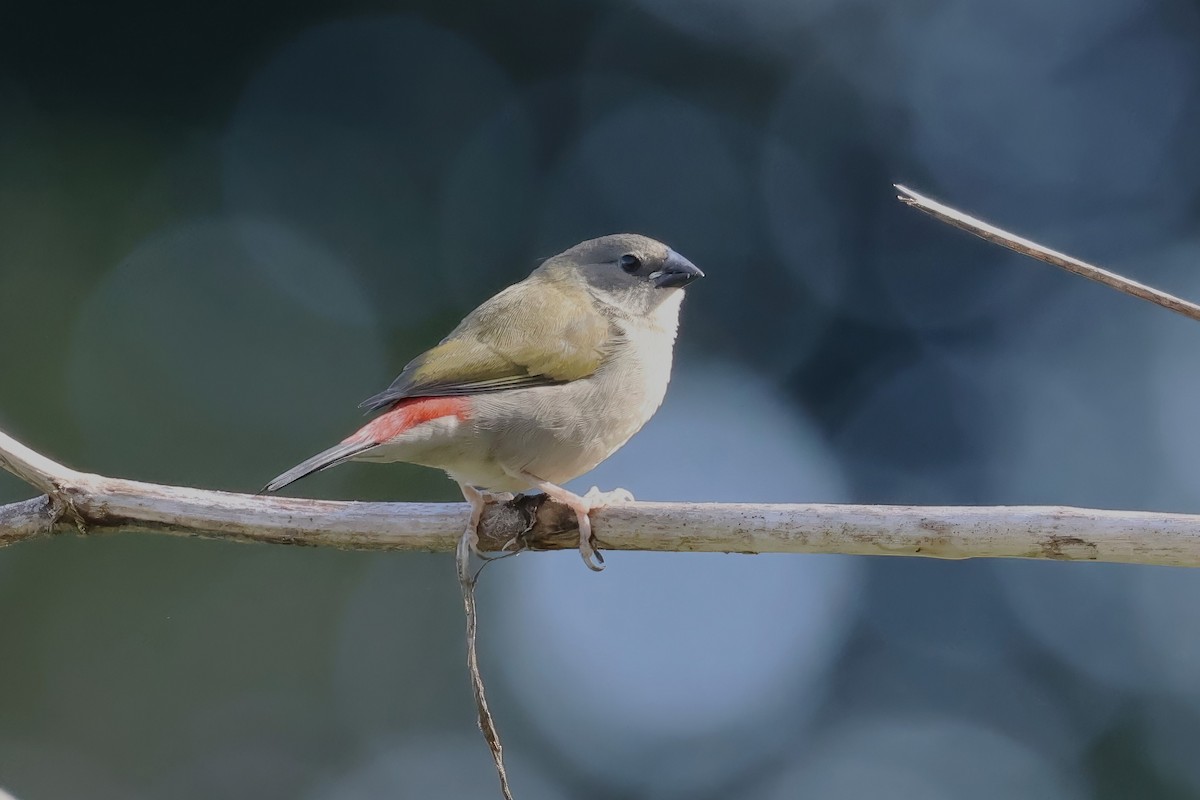 Red-browed Firetail - ML617810375