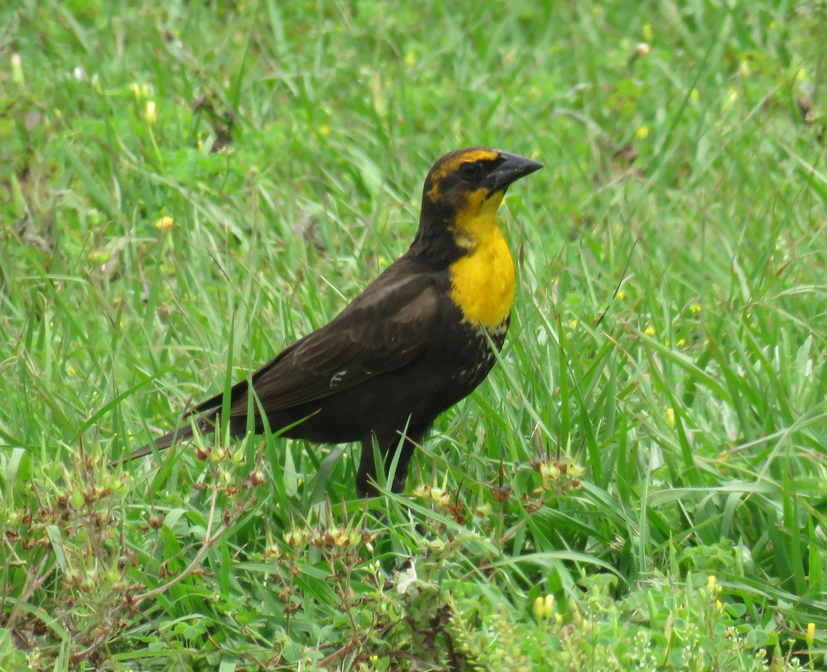 Yellow-headed Blackbird - ML617810420