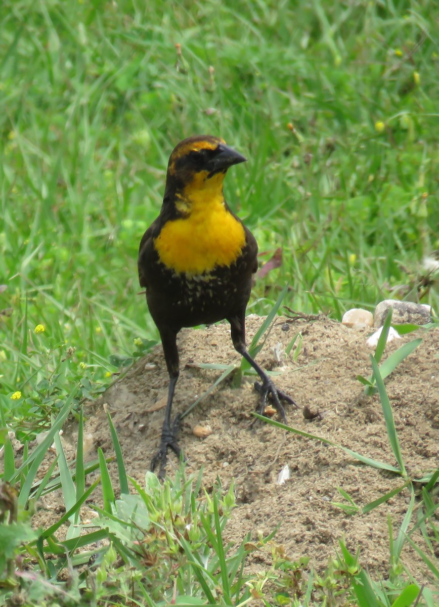 Yellow-headed Blackbird - Scot Duncan