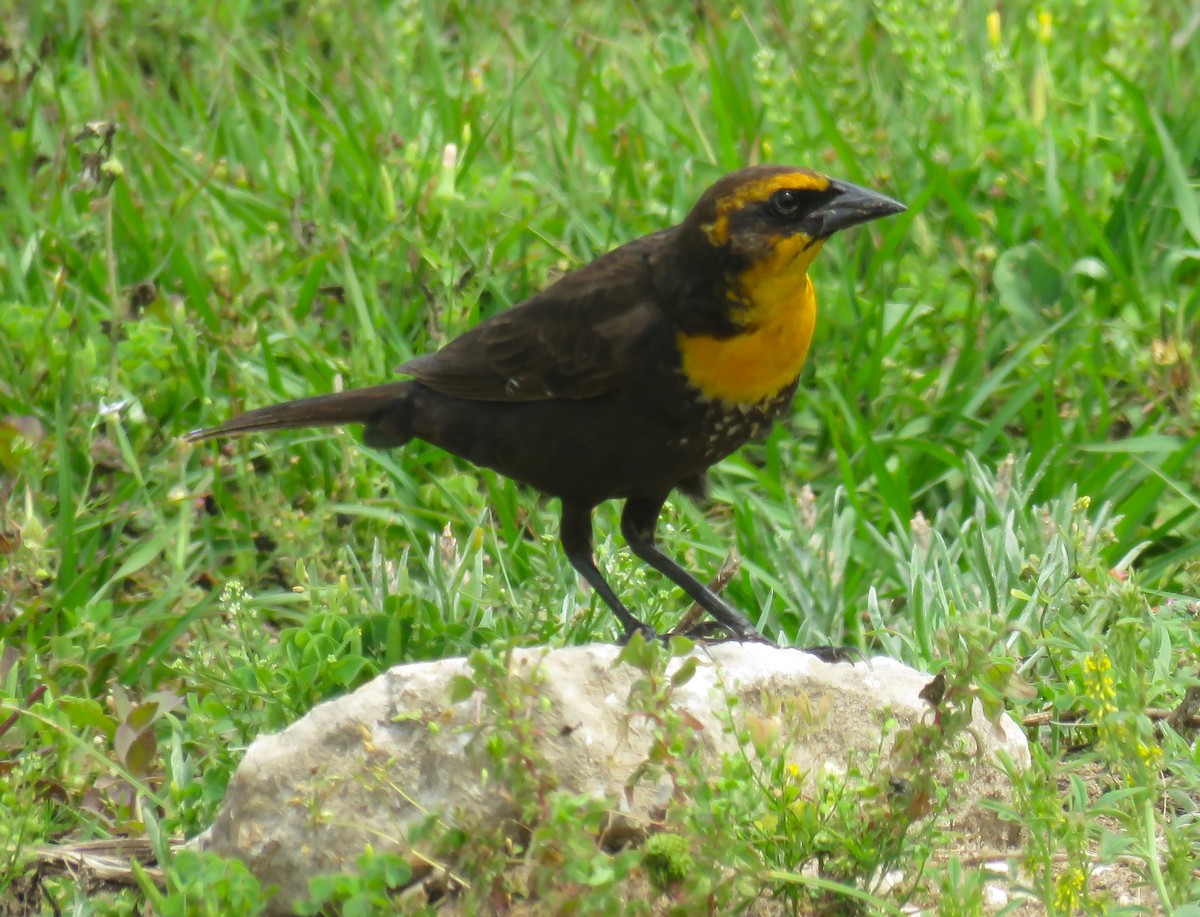 Yellow-headed Blackbird - ML617810422