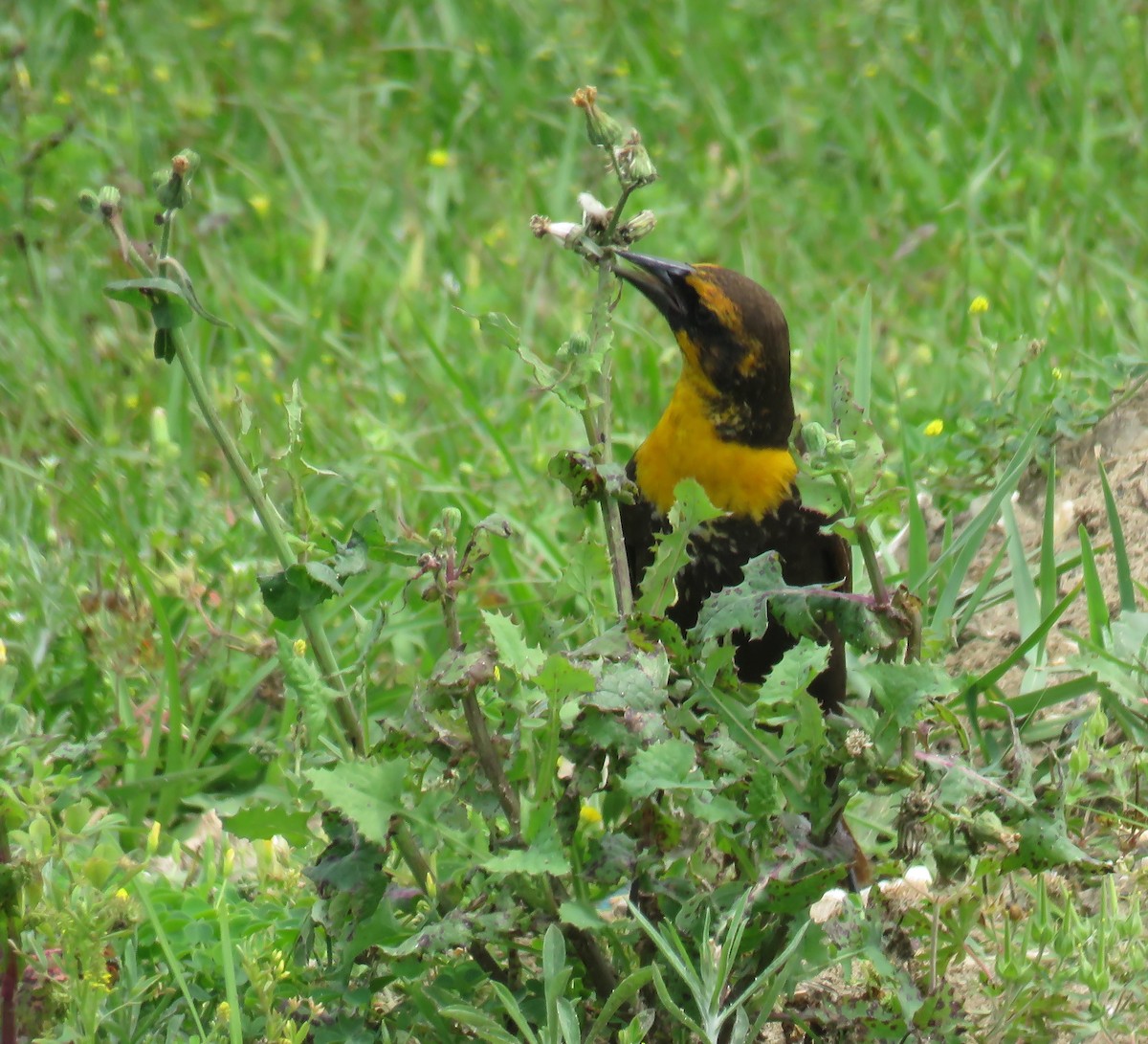 Yellow-headed Blackbird - ML617810423