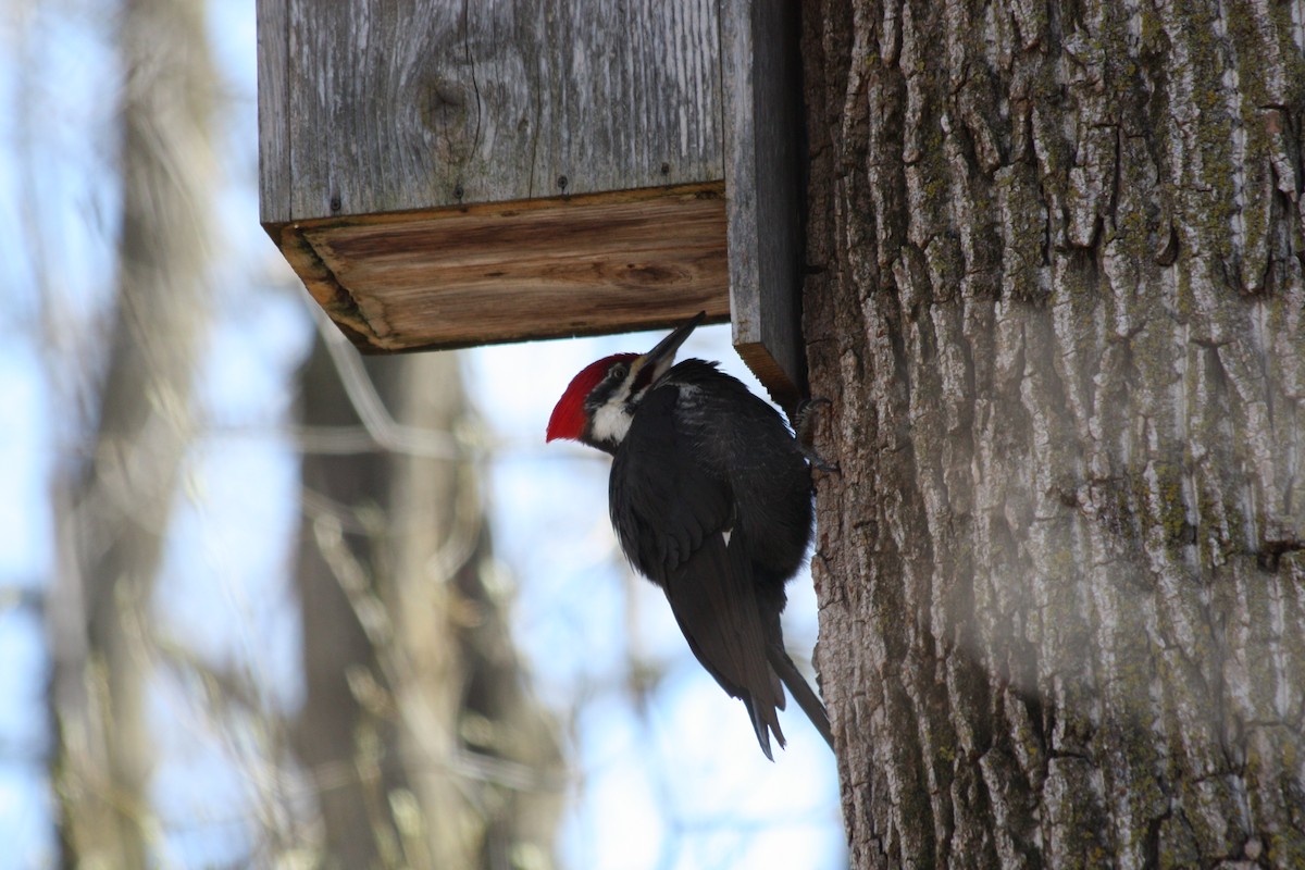 Pileated Woodpecker - Sara Colopy