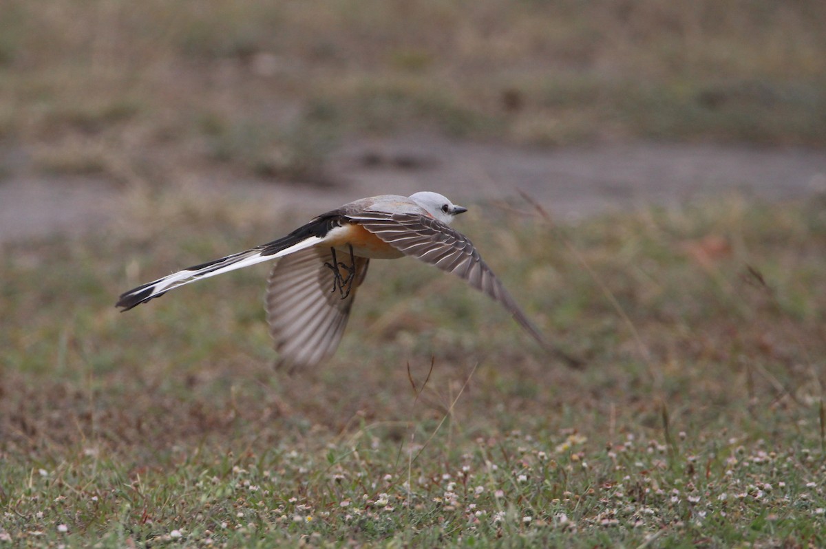 Scissor-tailed Flycatcher - Doug Hegenauer