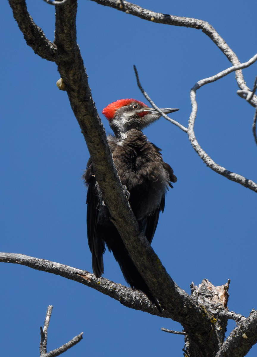 Pileated Woodpecker - Joshua Greenfield