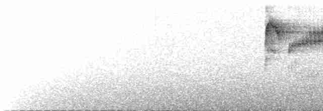 svartkroneløvtyrann - ML617810469