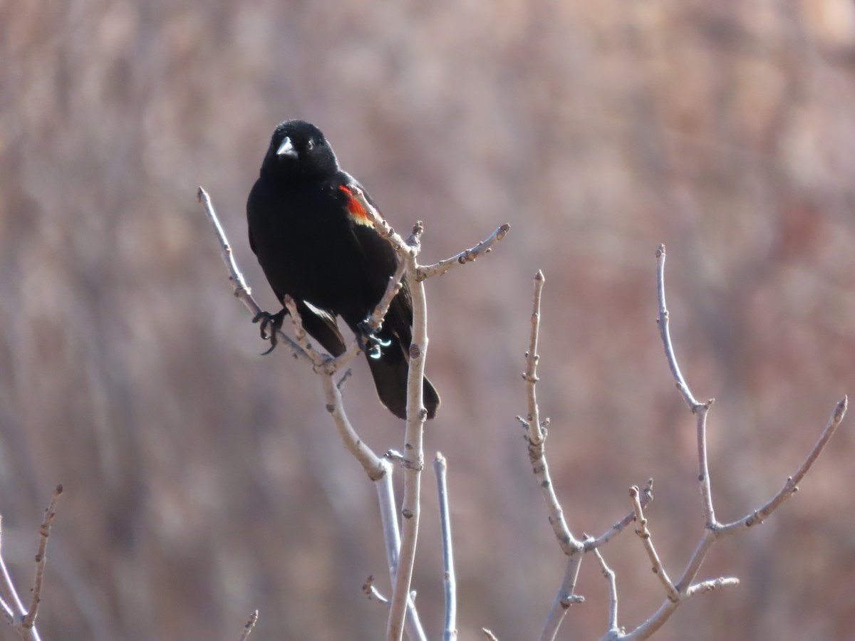 Red-winged Blackbird - ML617810581
