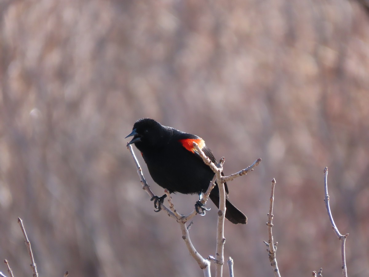 Red-winged Blackbird - ML617810608