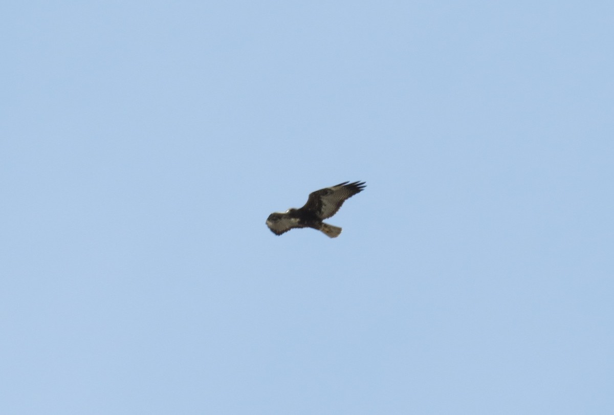 White-tailed Hawk - ML617810656