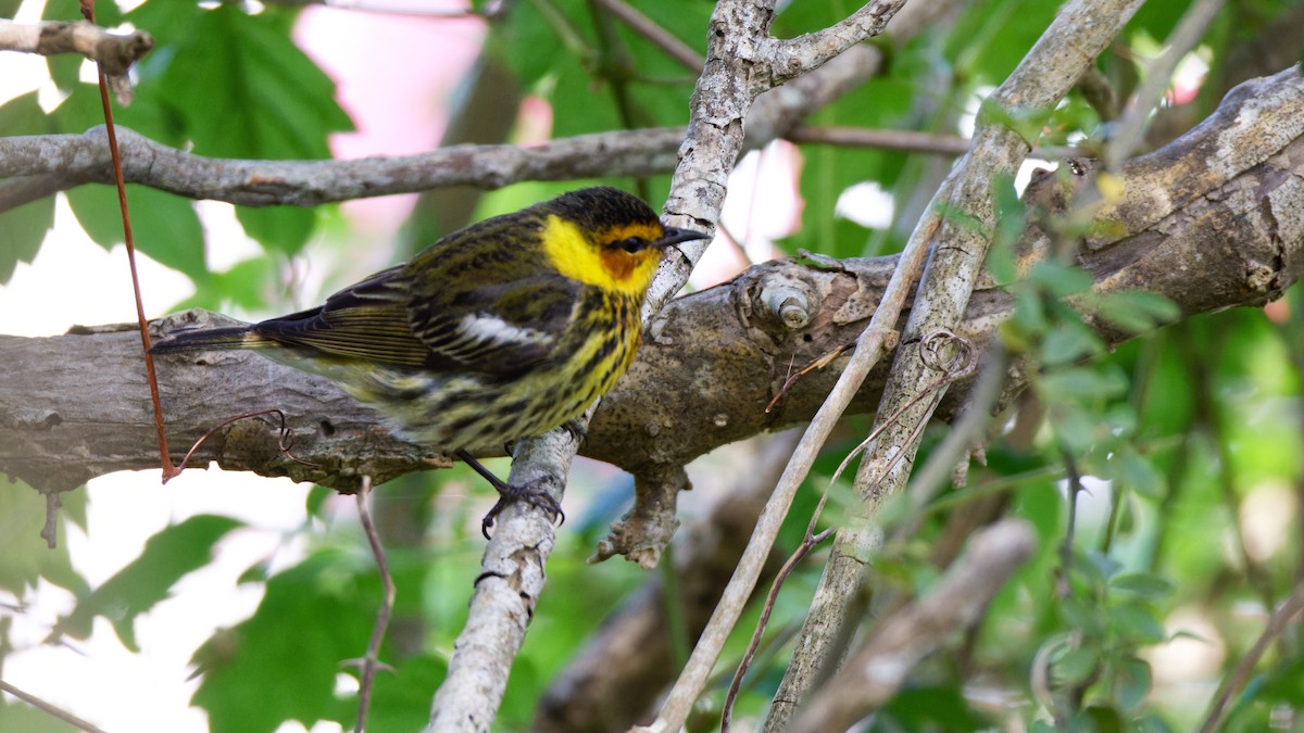Cape May Warbler - Brent Cox